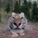 rawr
