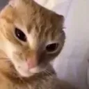 m_catwtf