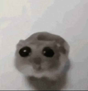sadhamster Discord emoji