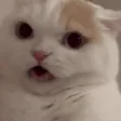 Cat_HISSSS