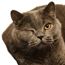 catwink1