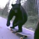bearshred