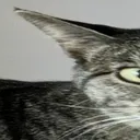 Wide_Luna_1