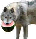 melonwolf
