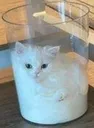 CatMilk_OP