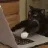 CatType_OP