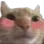 catblushing catblushing