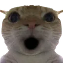 CatShocked