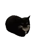 maxwellmaxwellthecat
