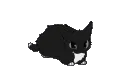 maxwellmaxwellthecat