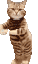 gato