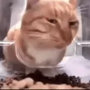 Cat_Doubt