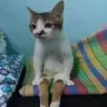 cat_sitting cat_sitting