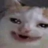 cat_grin