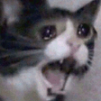 danoleWAAAA Discord emoji