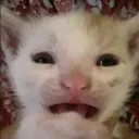 AAAUGHGH