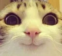 catSmile