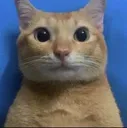 catreaction