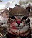 catthousandyardstare