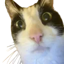 kenyathecat