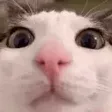 xojayl1STARE