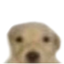 dogsouleater dogsouleater