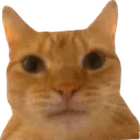 cat_bt