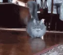 fatcatwalk