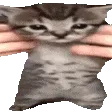 catWiggle