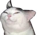 smugcat Discord emoji