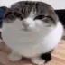 yirl_wawacat