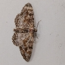 A brown and gray moth resting on a plain white surface.