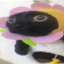 sillycat