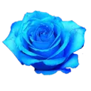 bluelatibulerose