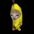 hachisGatito