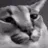 gigacat
