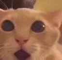 surprised_cat
