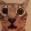 catshock Discord emoji
