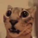 catshock2 Discord emoji