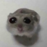 sad_hamster