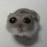 sad_hamster