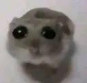 SadHamster