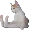cattositstare