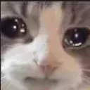 catplead