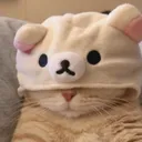 catsleep