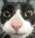 0catstare