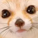 fennecLookingAtYou fennecLookingAtYou