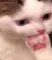 catThinking