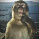 munky