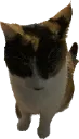 bolli